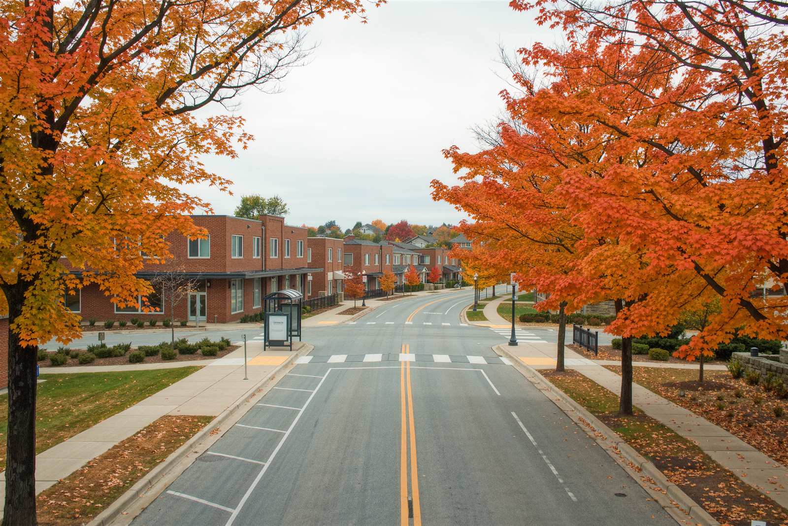 A tree-lined boulevard with low brick buildings and a bus shelter under orange autumn maples