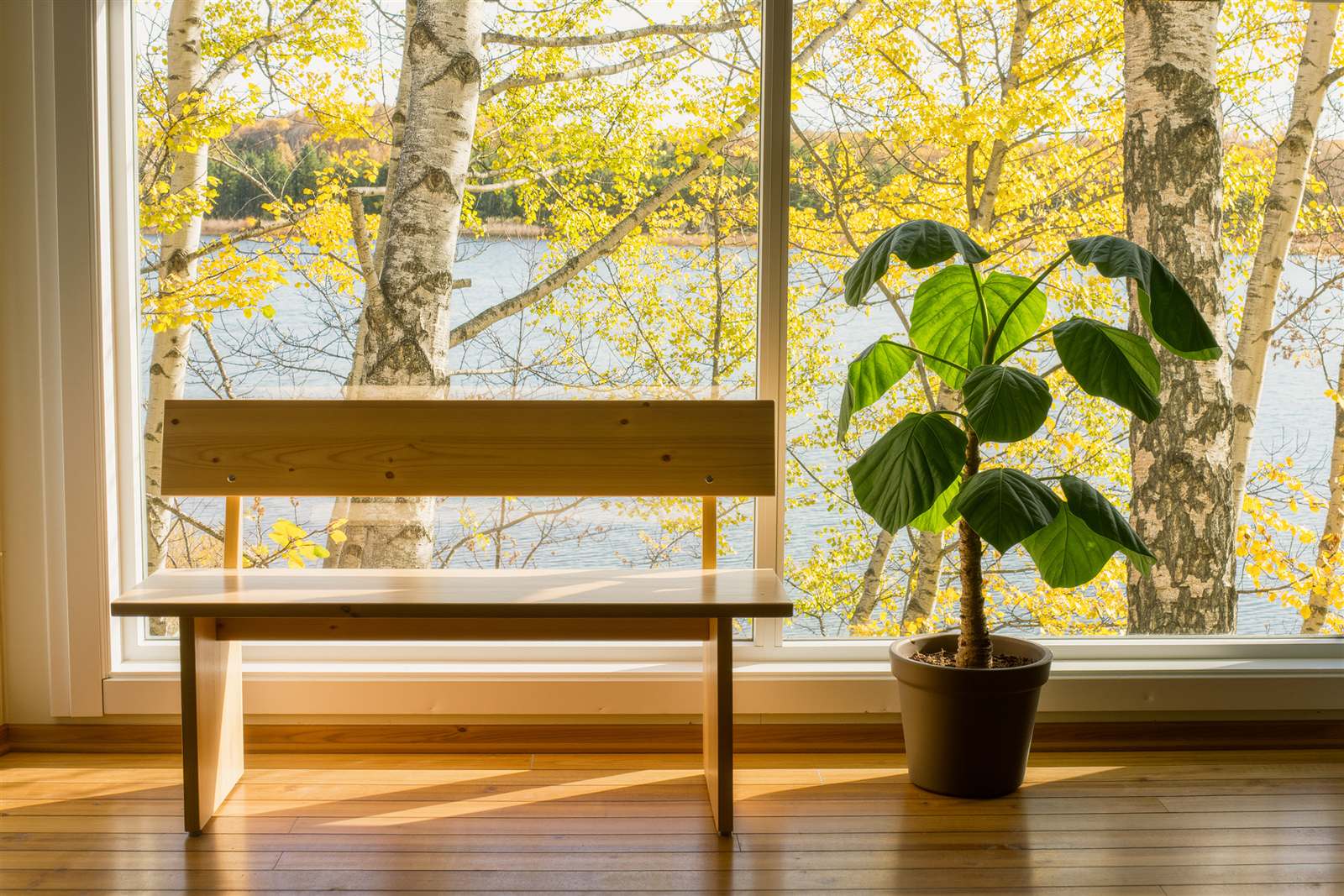 A wooden bench and a potted plant by a tall window looking onto birch trees and a lake in autumn